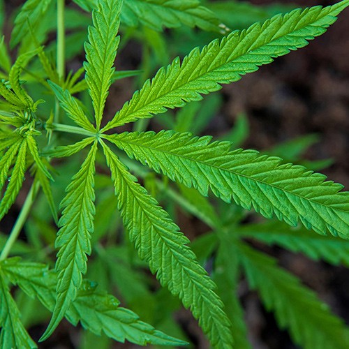 Cannabis Transportation Risks